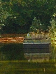 Ardea cinerea