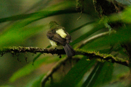 Myiobius barbatus