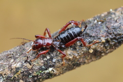 Stenopelmatus piceiventris