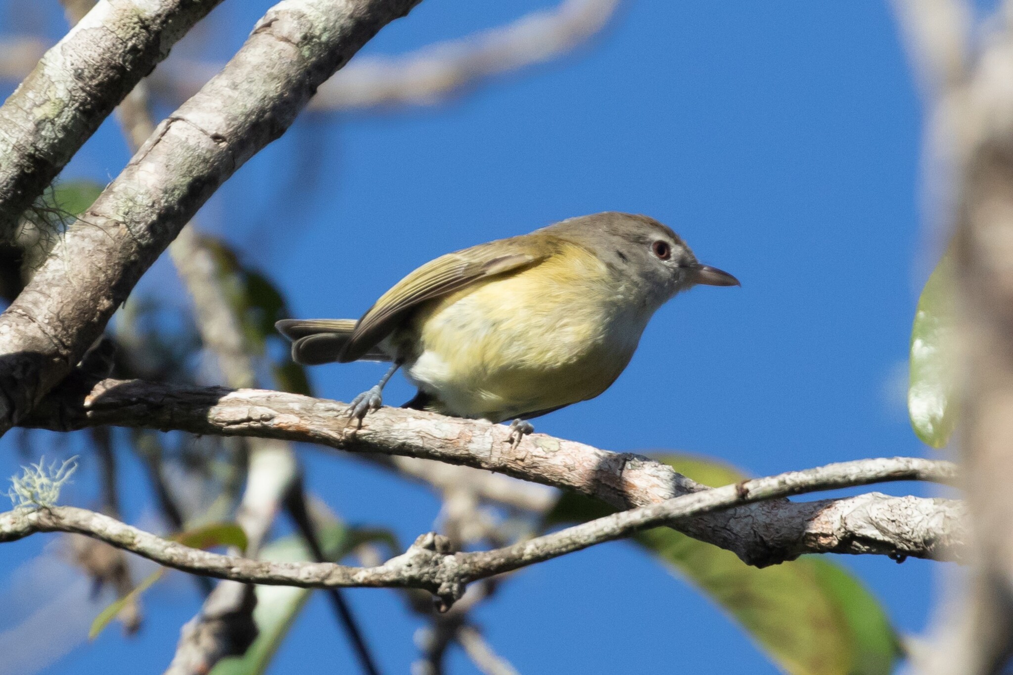 Puerto Rican Vireo illustration