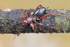 Stenopelmatus piceiventris