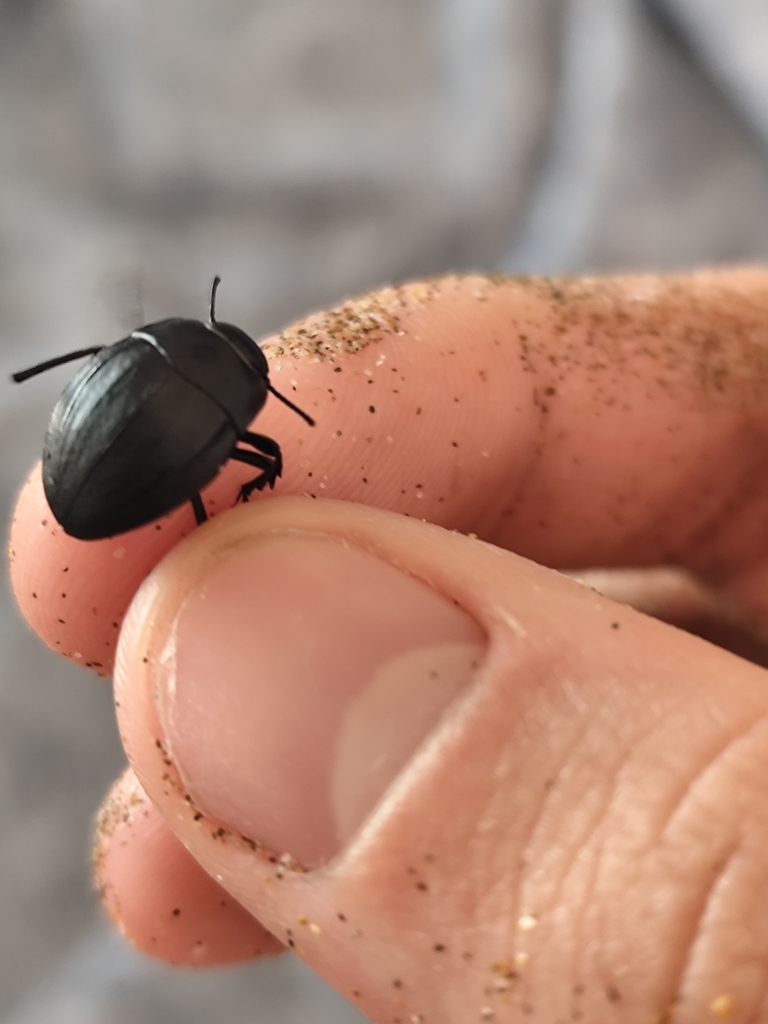 Erodius siculus