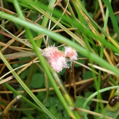 Laetisaria roseipellis
