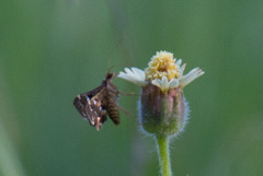 Piletocera signiferalis