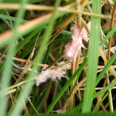 Laetisaria roseipellis