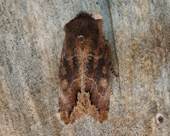 Orthosia garmani
