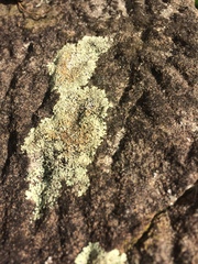 Fungi