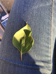 Cornus mas