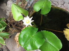 Nymphaea