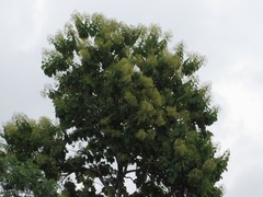 Dipterocarpaceae