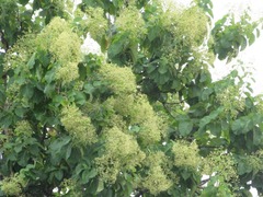 Dipterocarpaceae
