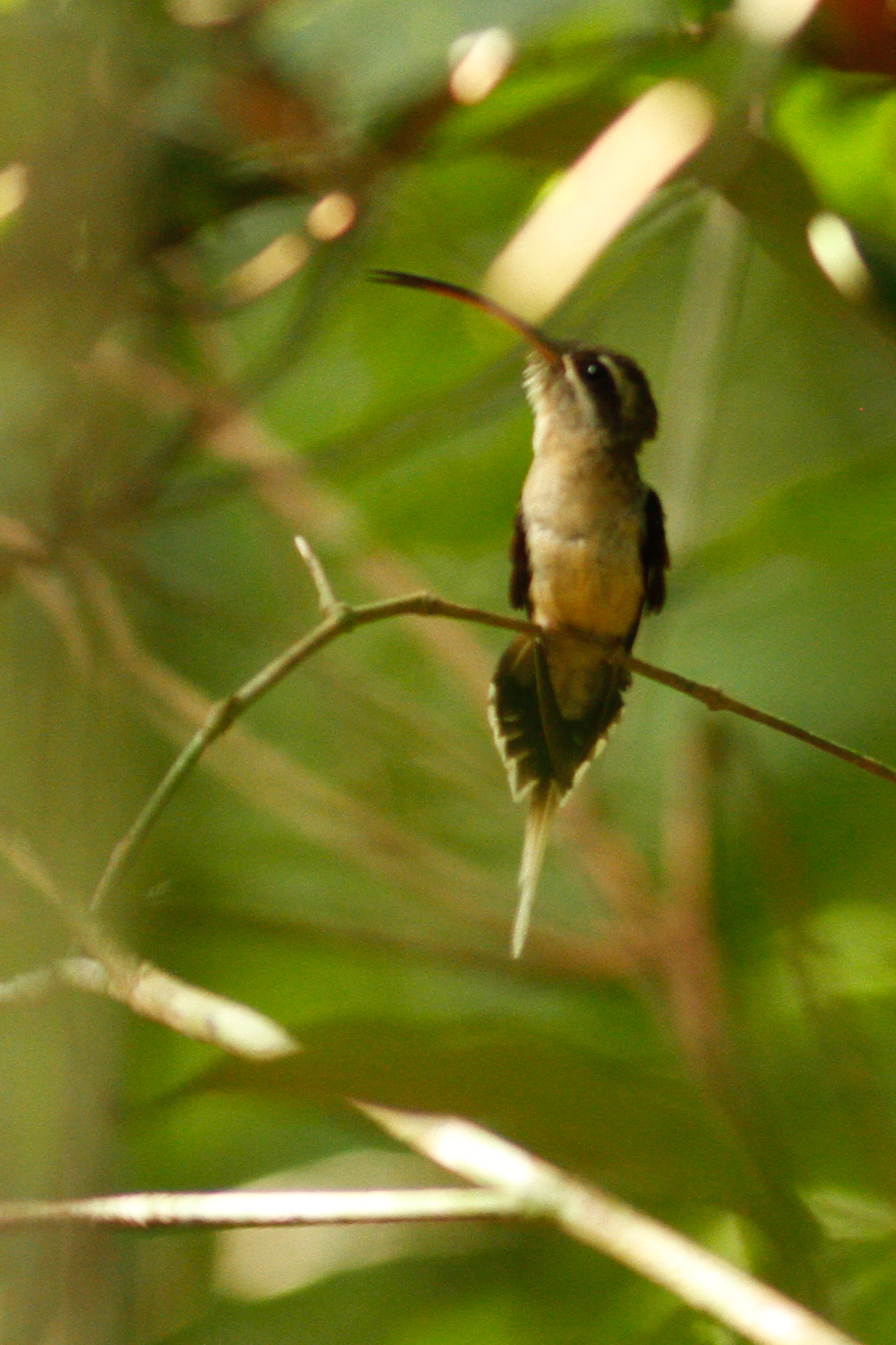 Long-tailed Hermit (Phaethornis superciliosus), photo 4