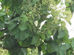 Dipterocarpaceae