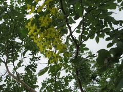 Cassia fistula