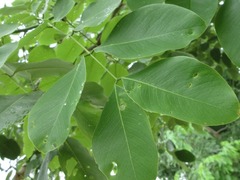 Cassia fistula