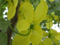 Cassia fistula
