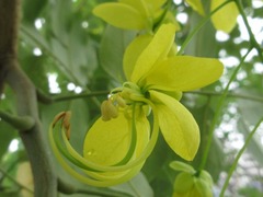 Cassia fistula