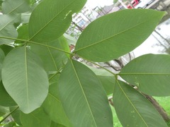 Cassia fistula