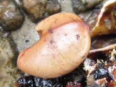 Cassia fistula
