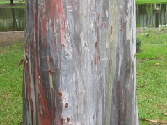 Eucalyptus deglupta