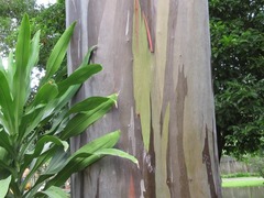 Eucalyptus deglupta
