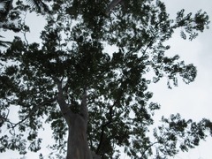 Eucalyptus deglupta