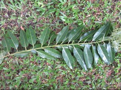 Eucalyptus deglupta