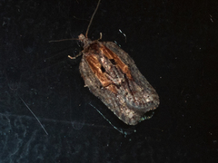 Acleris youngana