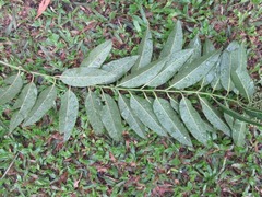 Eucalyptus deglupta