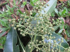 Eucalyptus deglupta