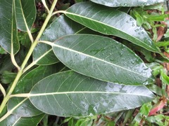 Eucalyptus deglupta