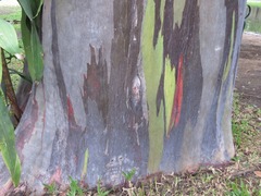 Eucalyptus deglupta