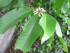 Magnolia × alba