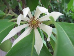 Magnolia × alba