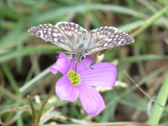 Pyrgini