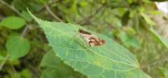 Vettius fantasos
