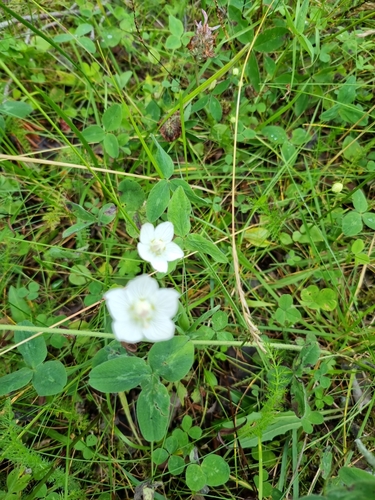 marsh grass-of-Parnassus