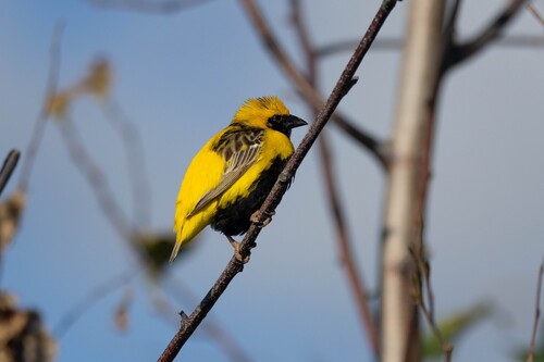 Obispo coronigualdo (Euplectes afer)