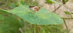 Vettius fantasos