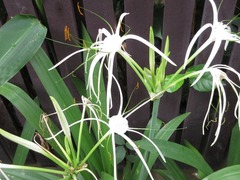 Hymenocallis speciosa