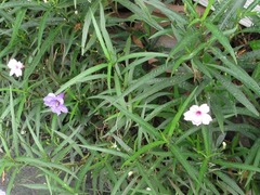 Ruellia simplex