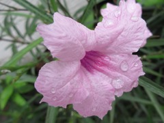 Ruellia simplex