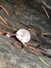 Mycena haematopus marginata