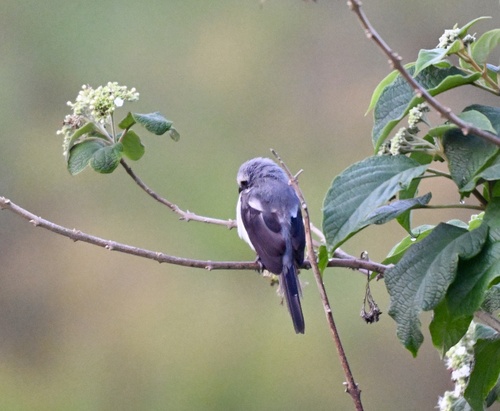 Mackinnon's Shrike (Lanius mackinnoni)