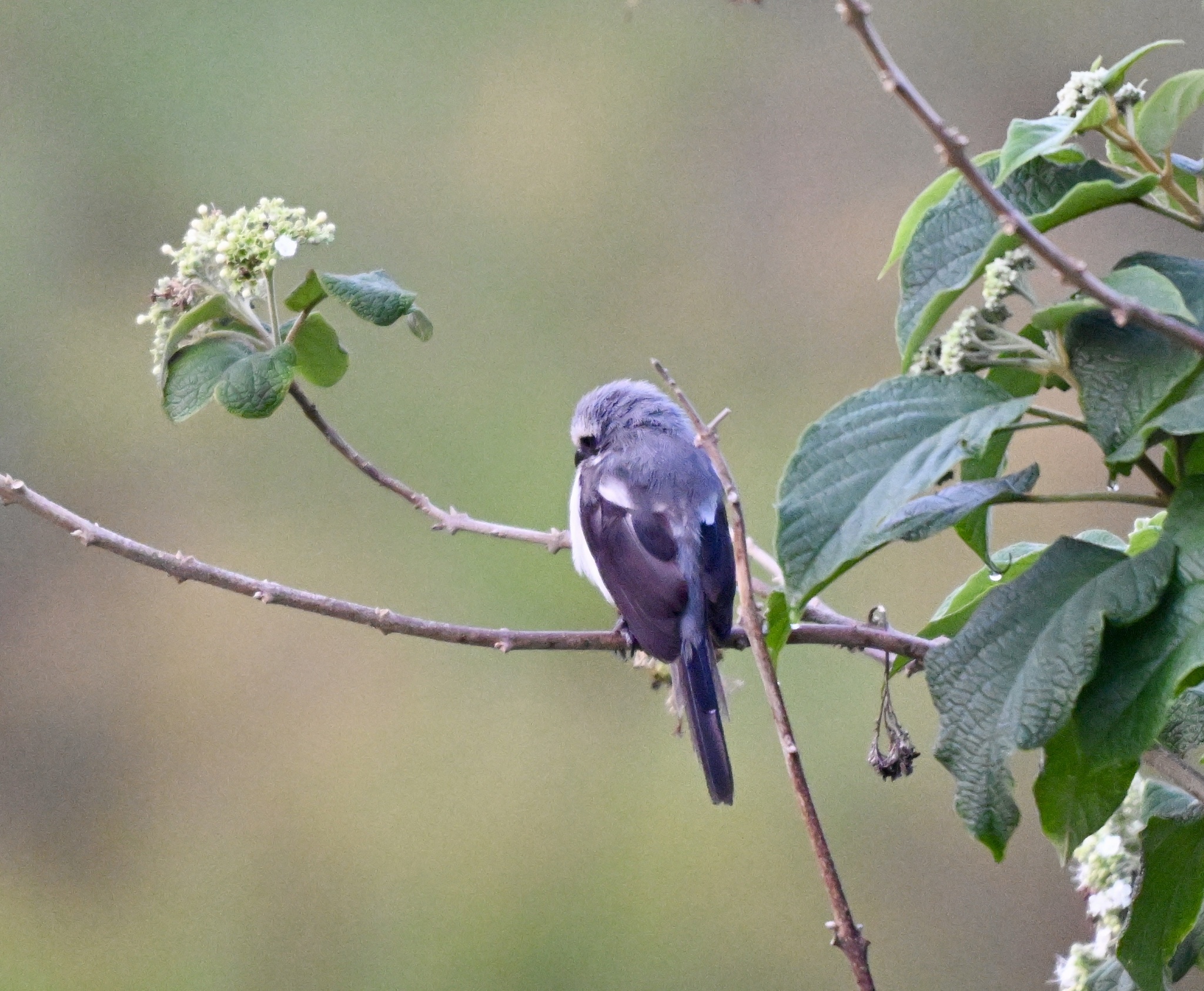 Mackinnon's Shrike (Lanius mackinnoni), photo 1