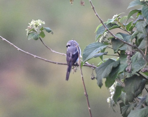 Mackinnon's Shrike (Lanius mackinnoni), photo 4