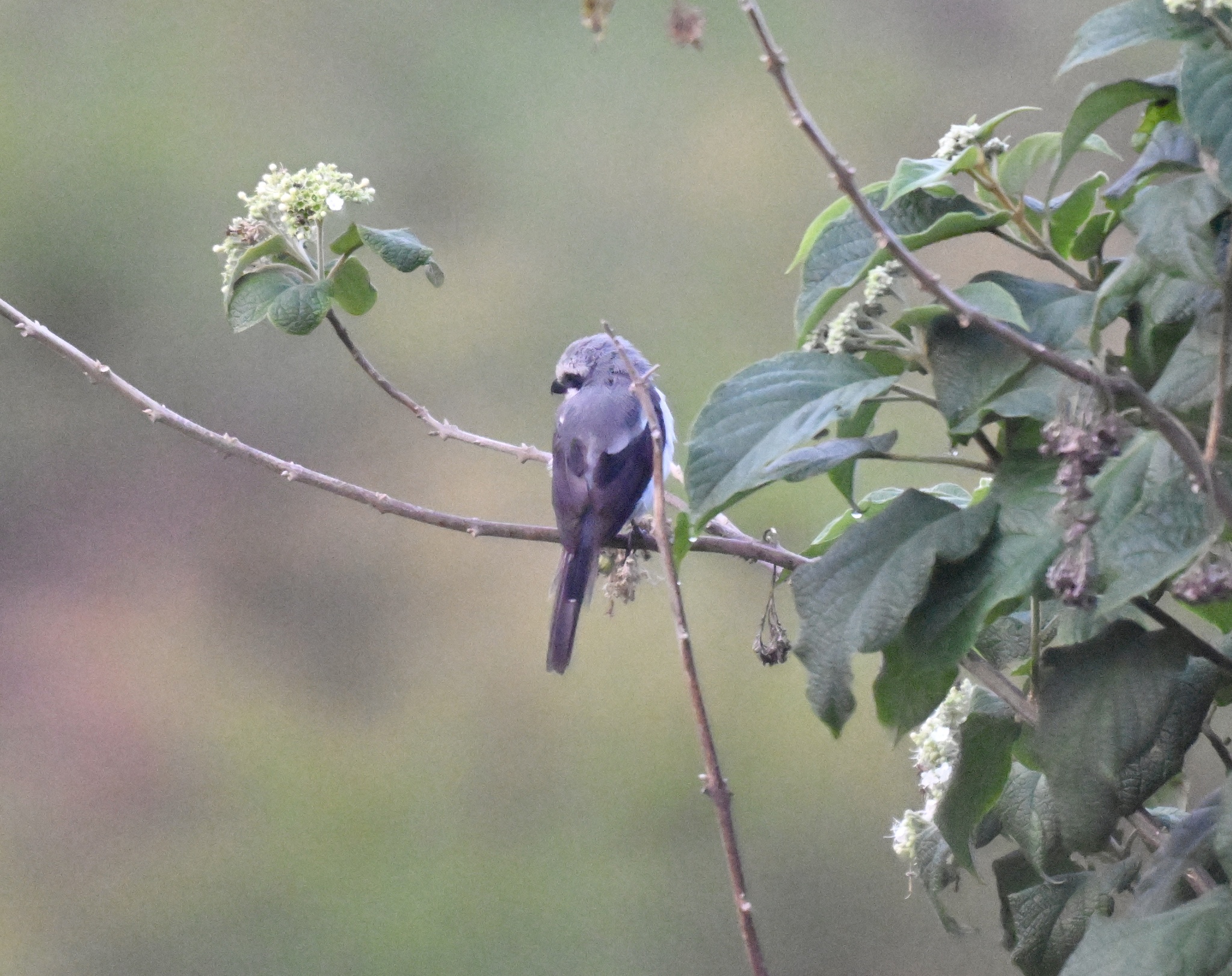 Mackinnon's Shrike (Lanius mackinnoni), photo 2