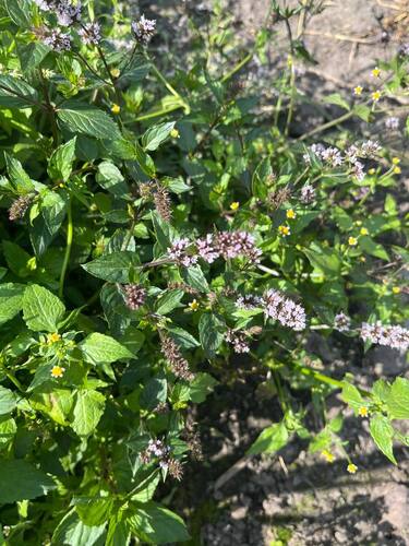 spearmint