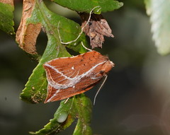 Arachnographa micrastrella