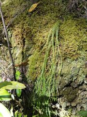 Phlegmariurus billardierei